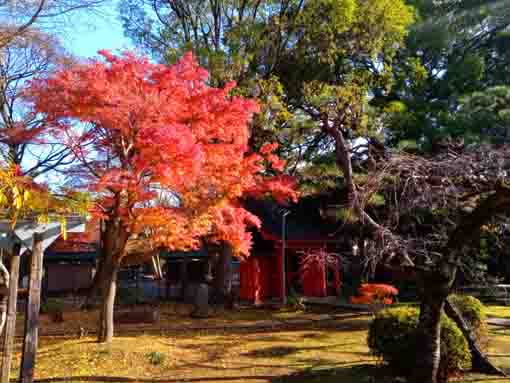 真間山弘法寺大黒天堂からの秋の風景