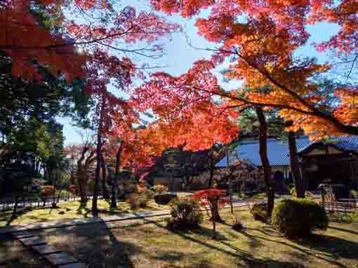 真間山弘法寺秋の庭園風景