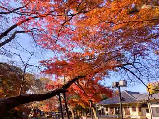真間山弘法寺本院と紅葉