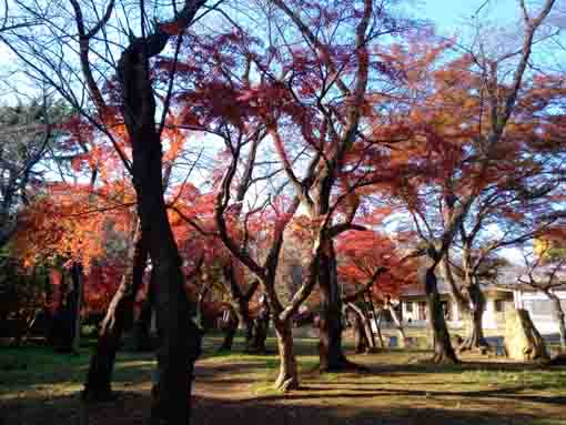 真間山弘法寺紅葉の木々
