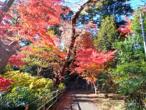 令和5年秋真間山弘法寺の紅葉1