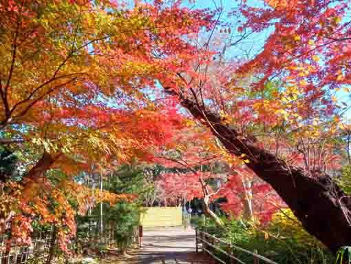 �ߘa�T�N�H�^�ԎR�O�@���̍g�t�Q