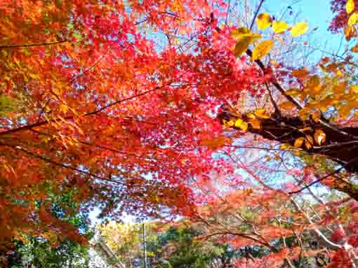 令和5年秋真間山弘法寺の紅葉3