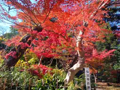 �ߘa�T�N�H�^�ԎR�O�@���̍g�t�S