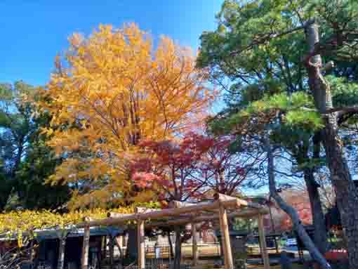 令和5年秋真間山弘法寺の紅葉5