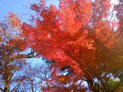 �ߘa�T�N�H�^�ԎR�O�@���̍g�t�U