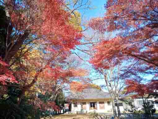 令和5年秋真間山弘法寺の紅葉7