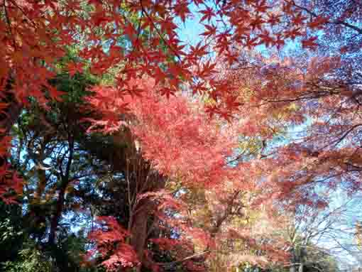 �ߘa�T�N�H�^�ԎR�O�@���̍g�t�W