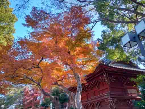 令和5年秋真間山弘法寺の紅葉9