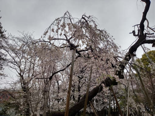 令和６年満開の真間山弘法寺伏し姫桜