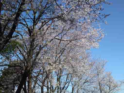 真間山弘法寺に咲く桜４