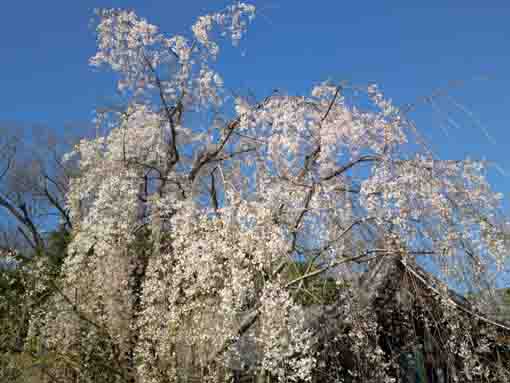 Ugajin Sakura in Mamasan