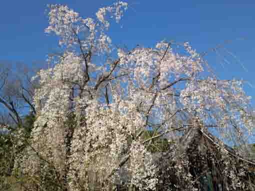 Shidare Sakura in Mamasan Guhoji