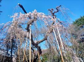 令和３年真間山弘法寺伏姫桜の咲き始め１