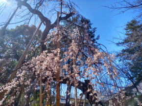 令和３年真間山弘法寺伏姫桜の咲き始め２