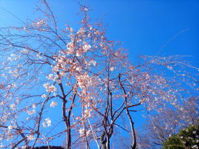 令和３年真間山弘法寺一分咲きの宇賀桜１