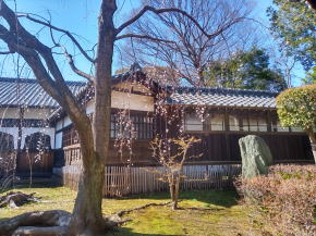 令和３年真間山弘法寺一分咲きの宇賀桜２