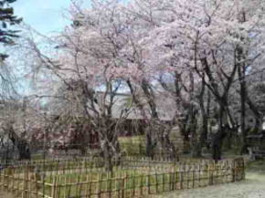 Soshido Hall over the cherry blossoms