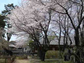 真間山弘法寺祖師堂と桜