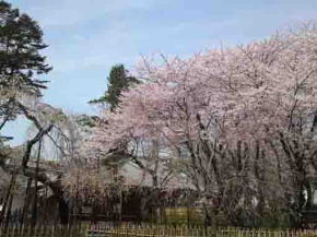 真間山弘法寺伏姫桜