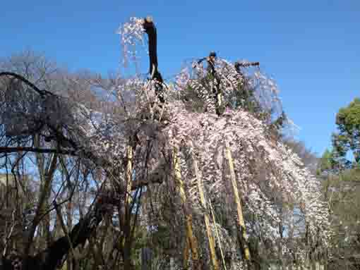 真間山弘法寺に咲く桜２