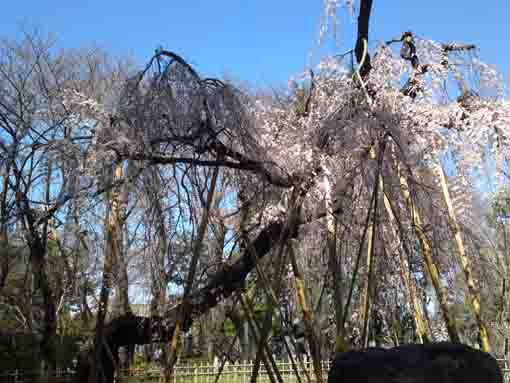 真間山弘法寺伏し姫桜