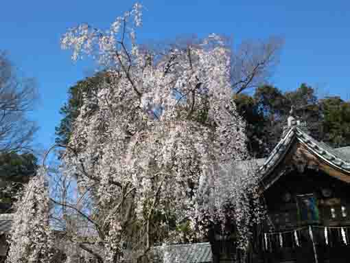 真間山弘法寺に咲く桜１