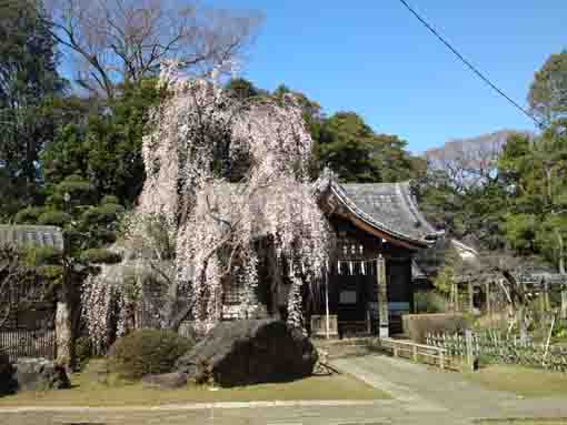 Shidare Sakura on Mamasan in March 20