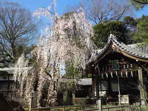 sakura blossoms in Guhoji