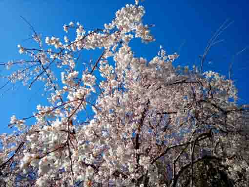 青空と大黒天堂脇のしだれ桜１