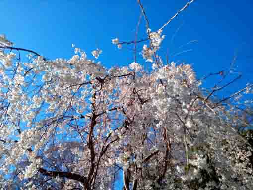 青空と大黒天堂脇のしだれ桜２