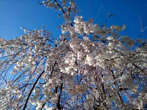 青空と大黒天堂脇のしだれ桜３