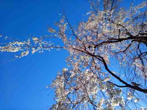 青空と大黒天堂脇のしだれ桜４