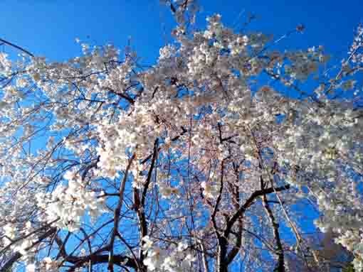 真間山弘法寺のしだれ桜