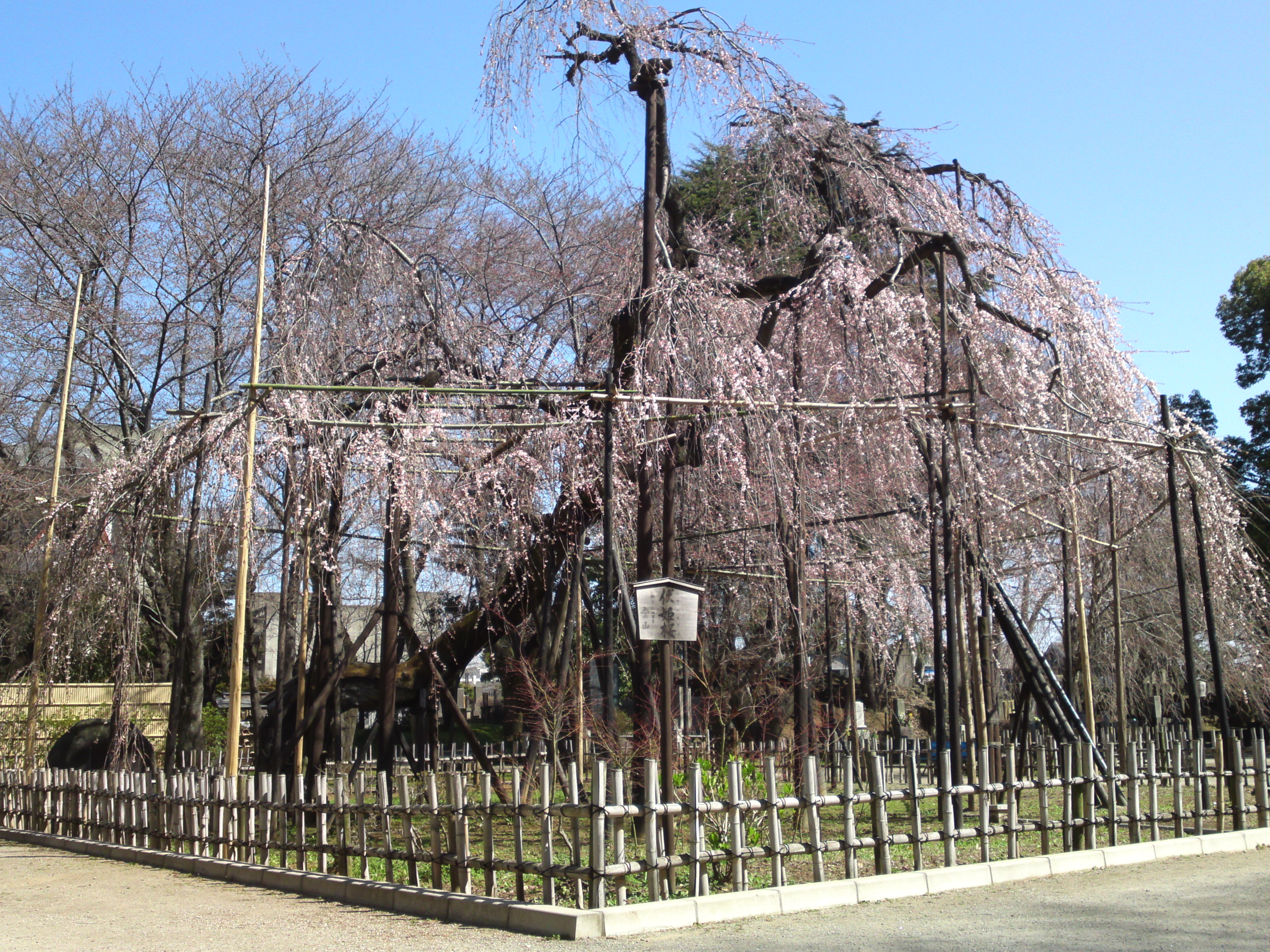 a cherry tree called the princess Fushihime