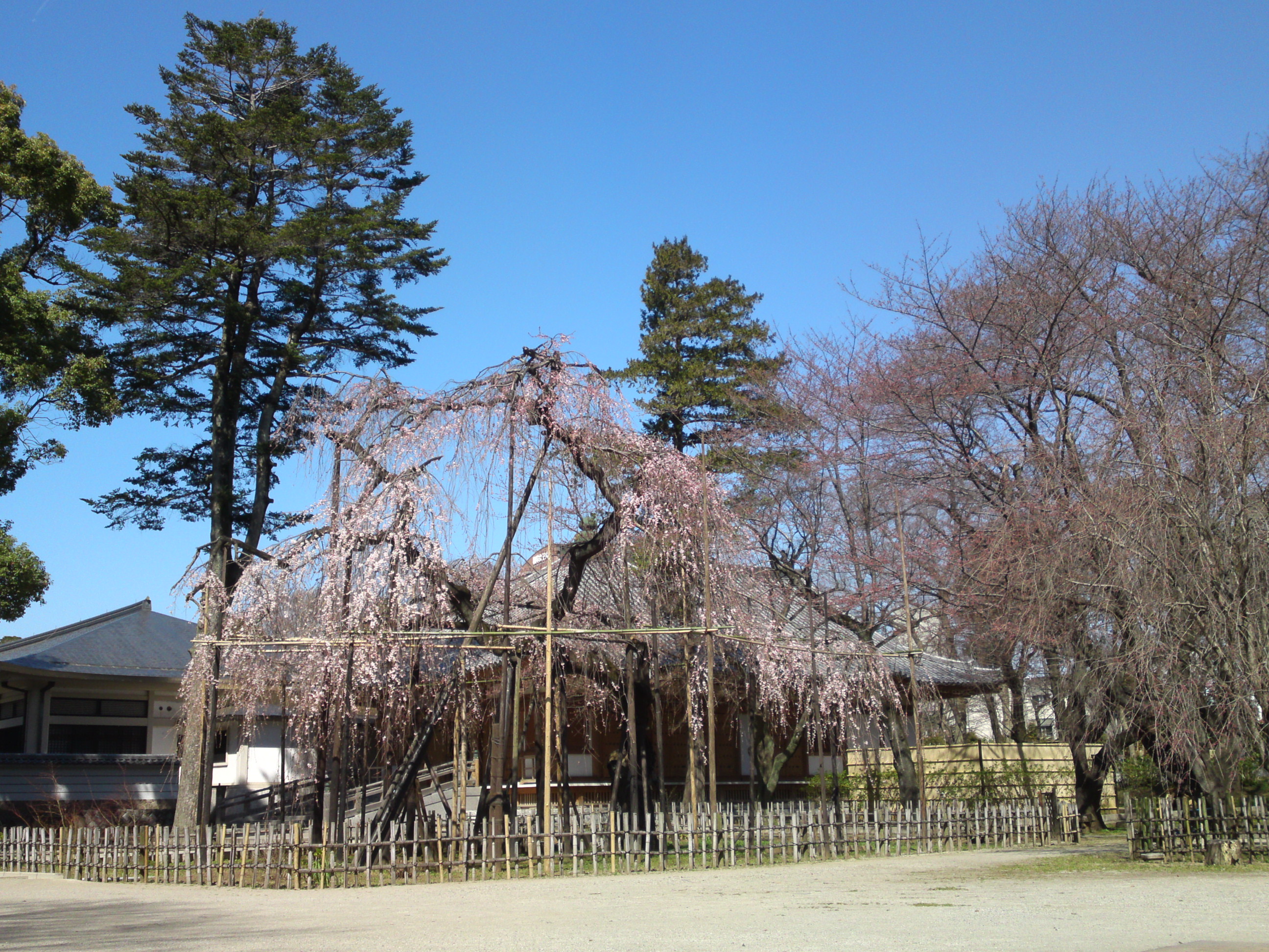 2015年三分咲きの伏し姫桜の写真５