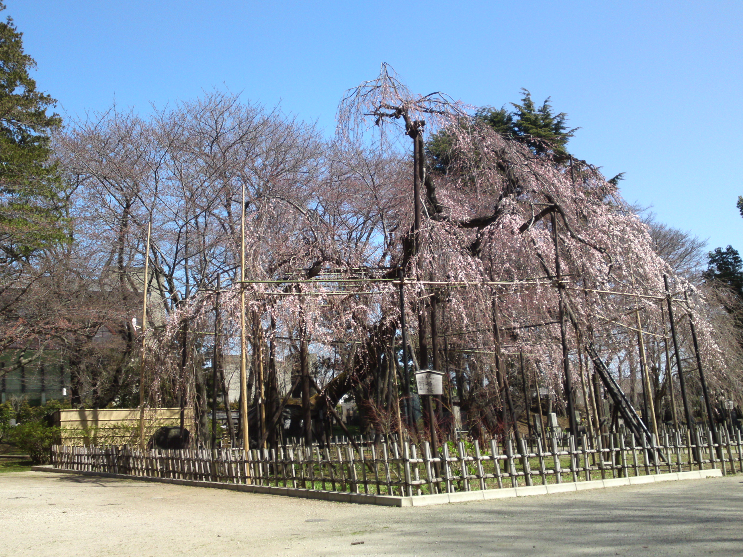 2015年三分咲きの伏し姫桜の写真６