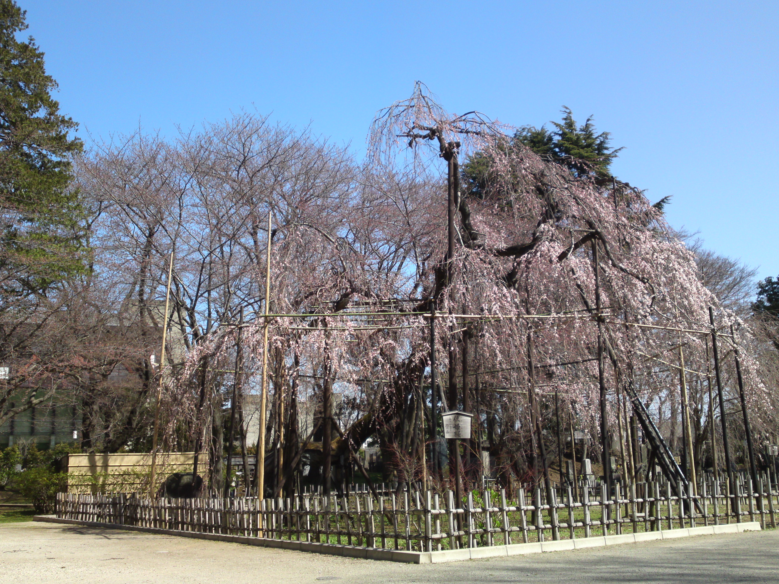 2015年三分咲きの伏し姫桜の写真７