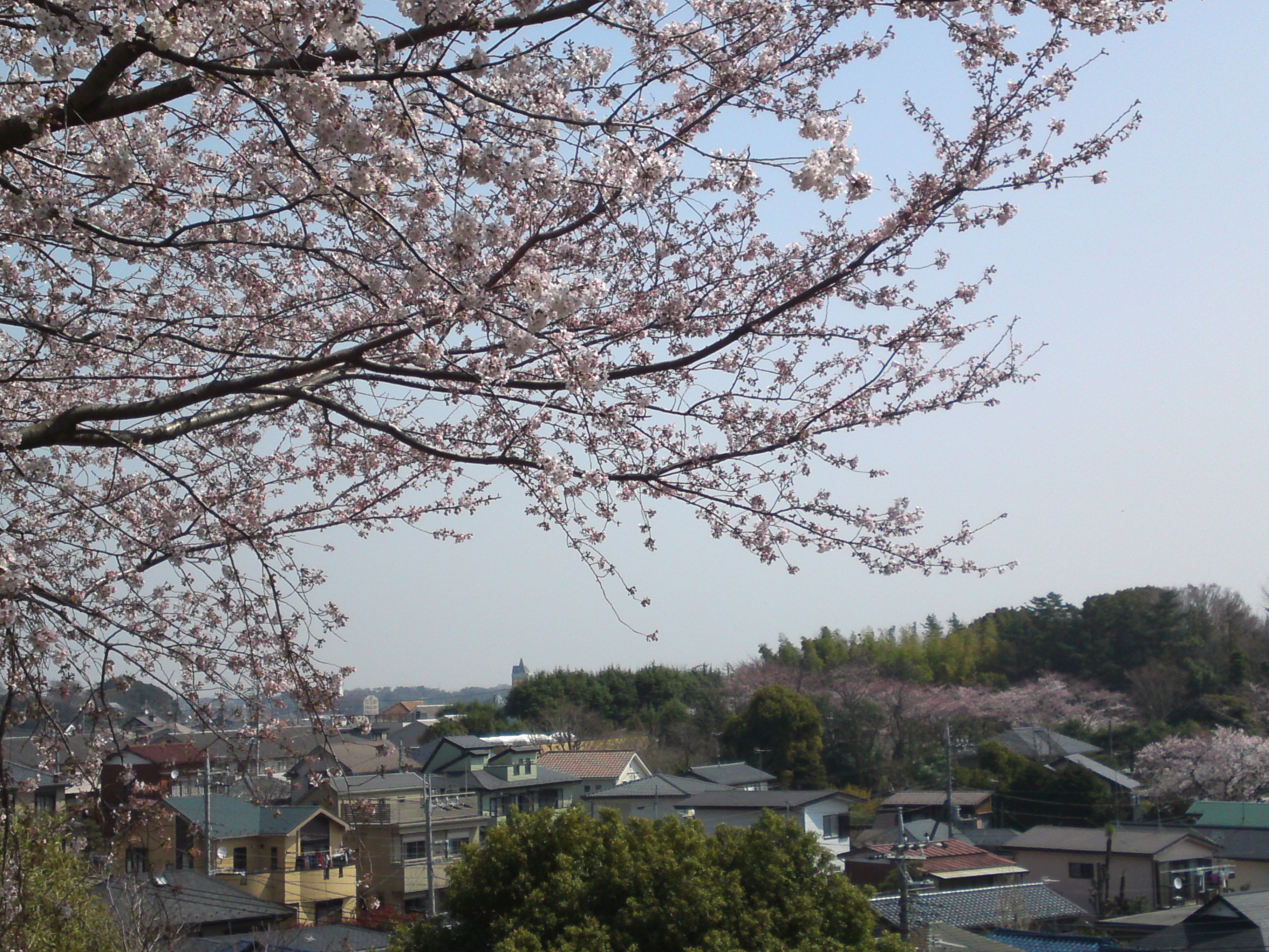 2015年真間山弘法寺に咲く桜の写真１