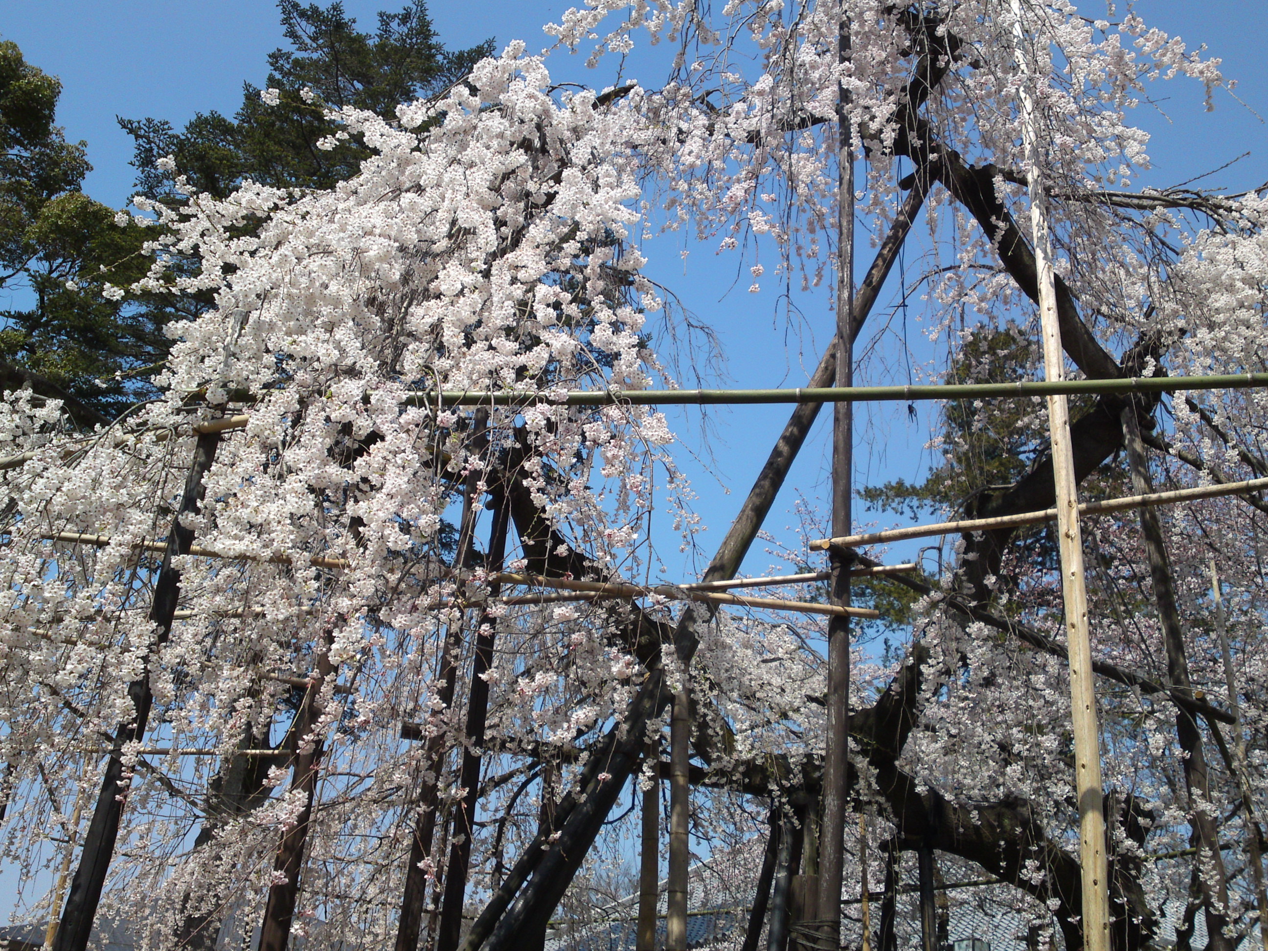 2015年満開の伏し姫桜の写真１