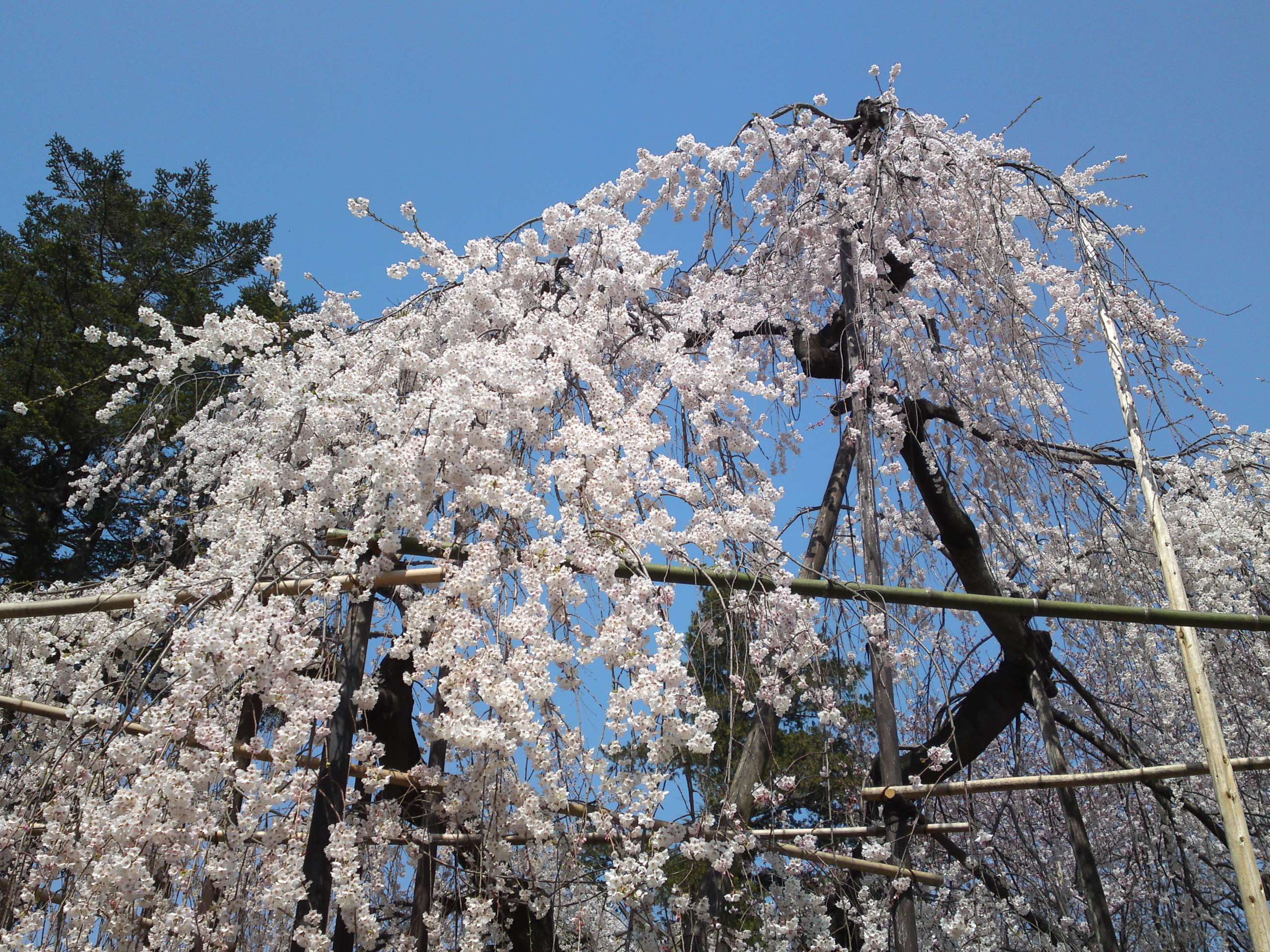 2015年満開の伏し姫桜の写真２