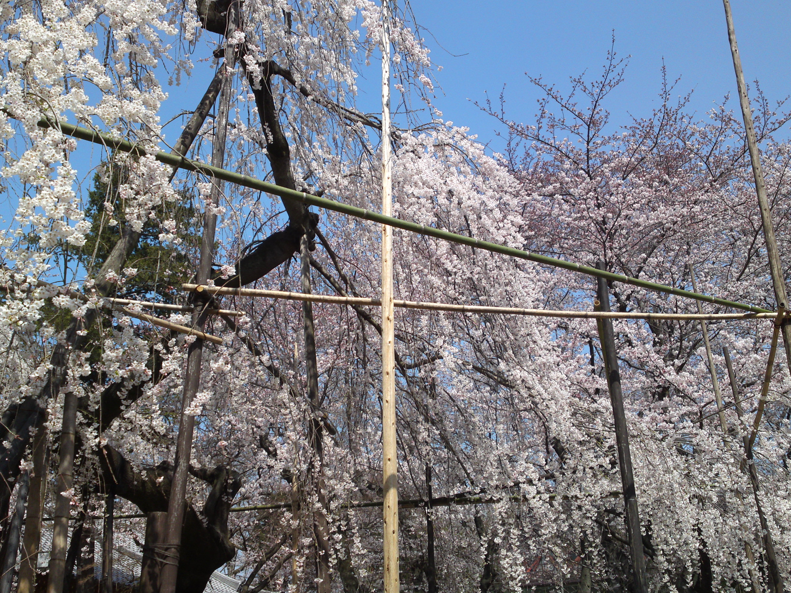 2015年満開の伏し姫桜の写真３