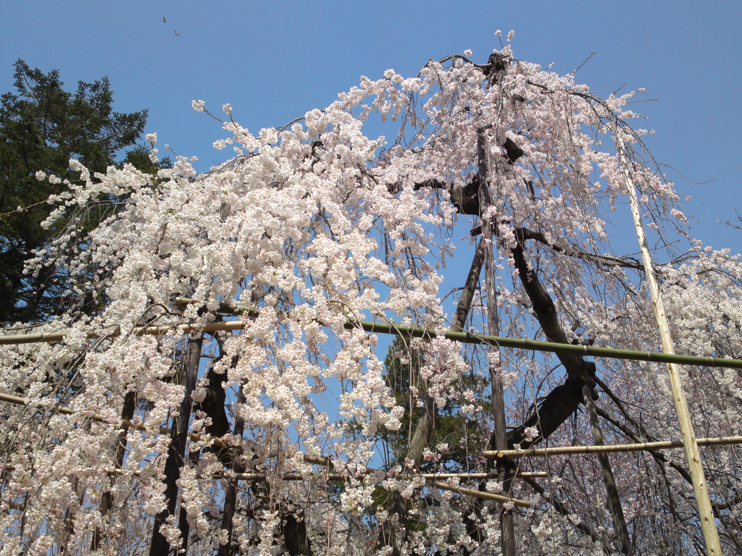 2015年満開の伏し姫桜の写真４