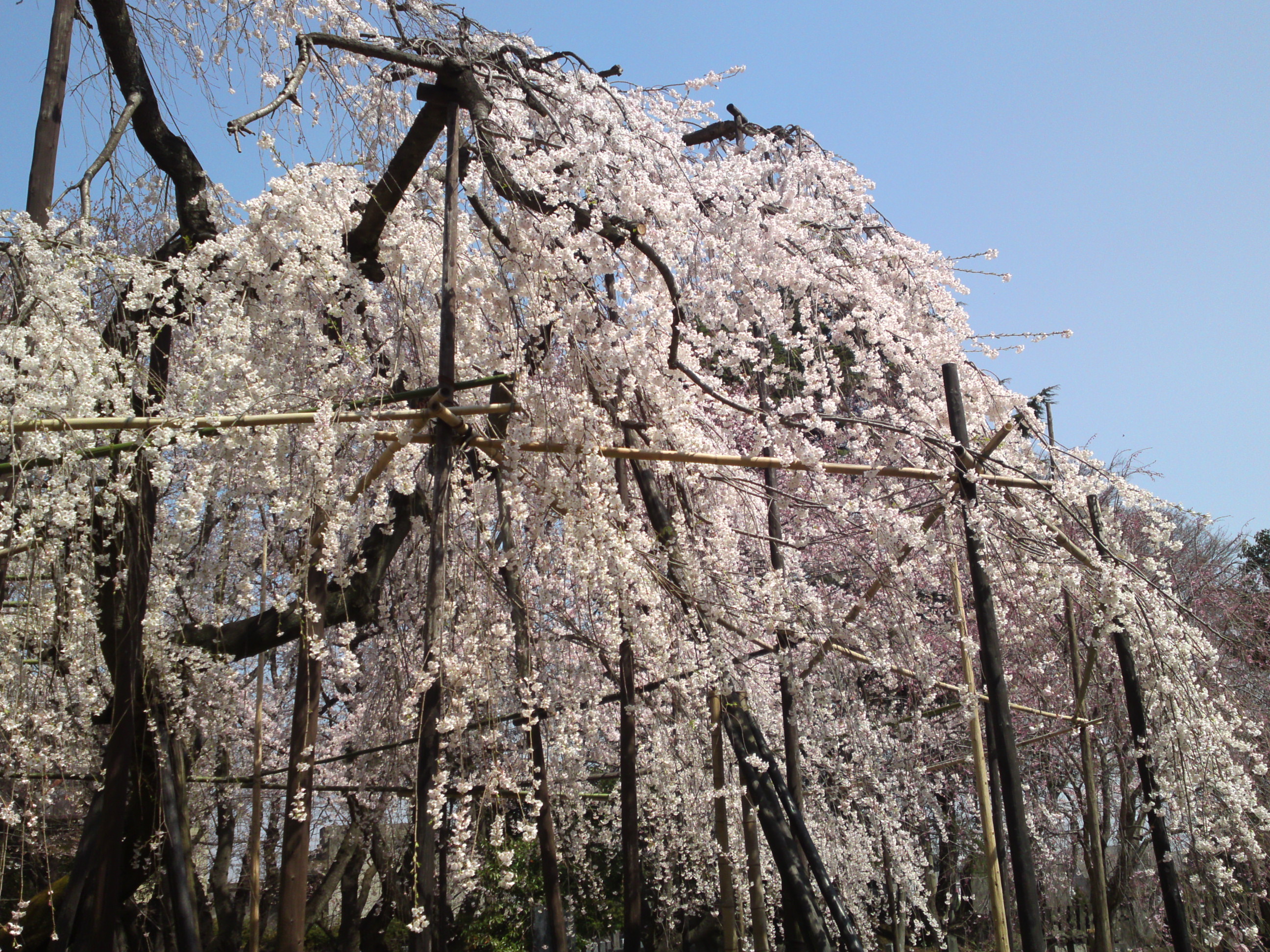 2015年満開の伏し姫桜の写５