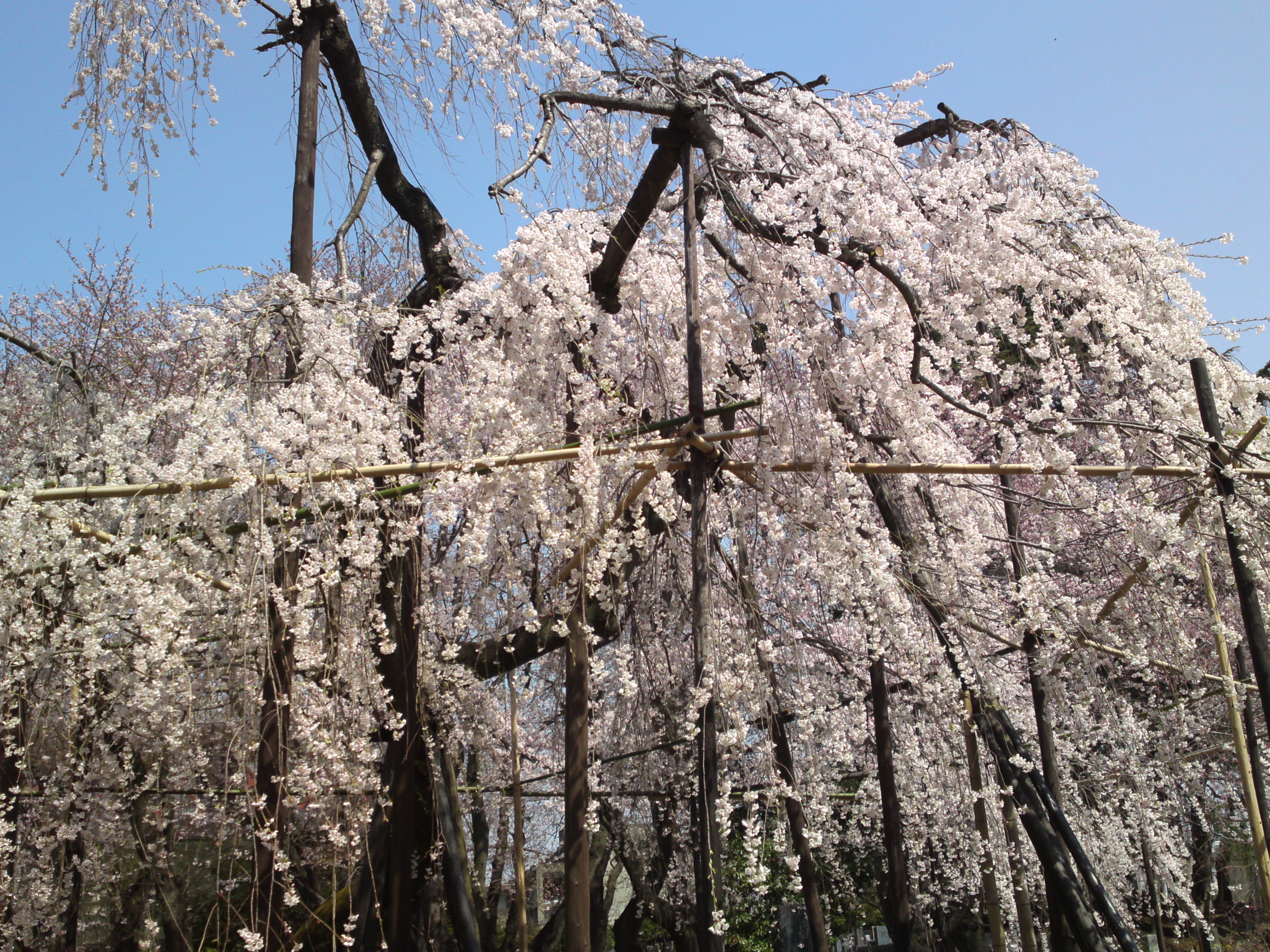 2015年満開の伏し姫桜の写真６