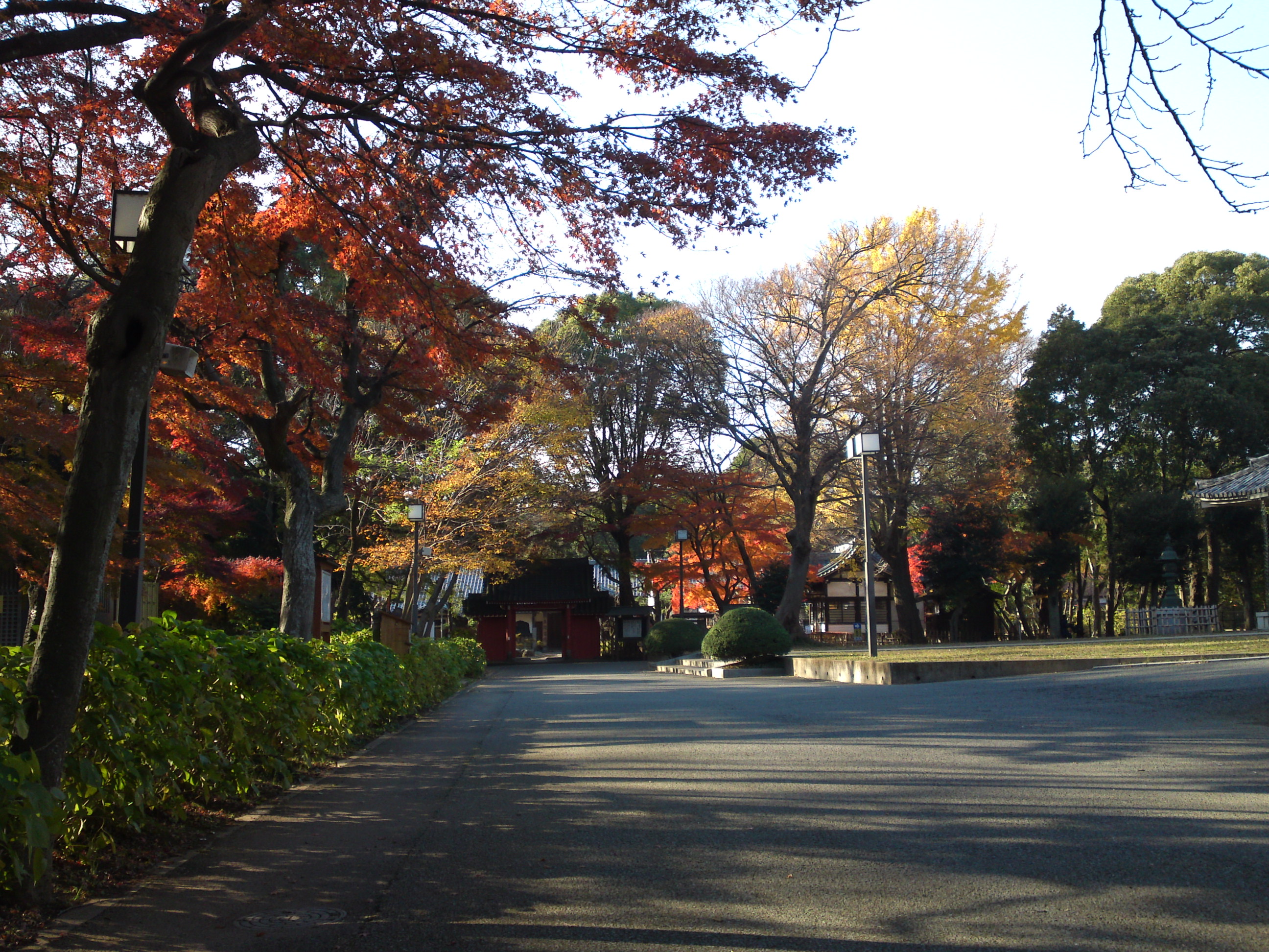 2015年真間山弘法寺境内の紅葉の写真１
