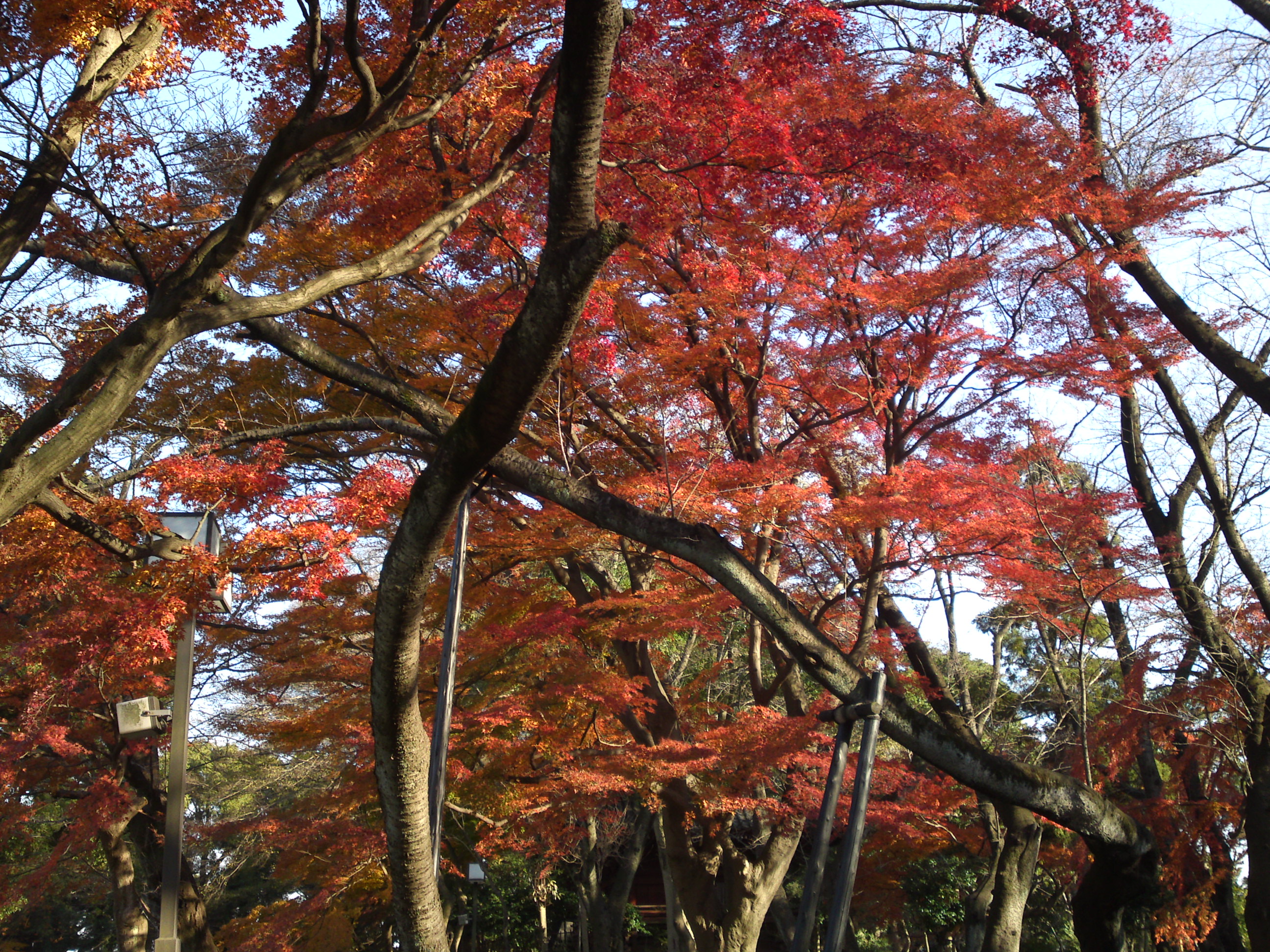 2015年真間山弘法寺境内の紅葉の写真２