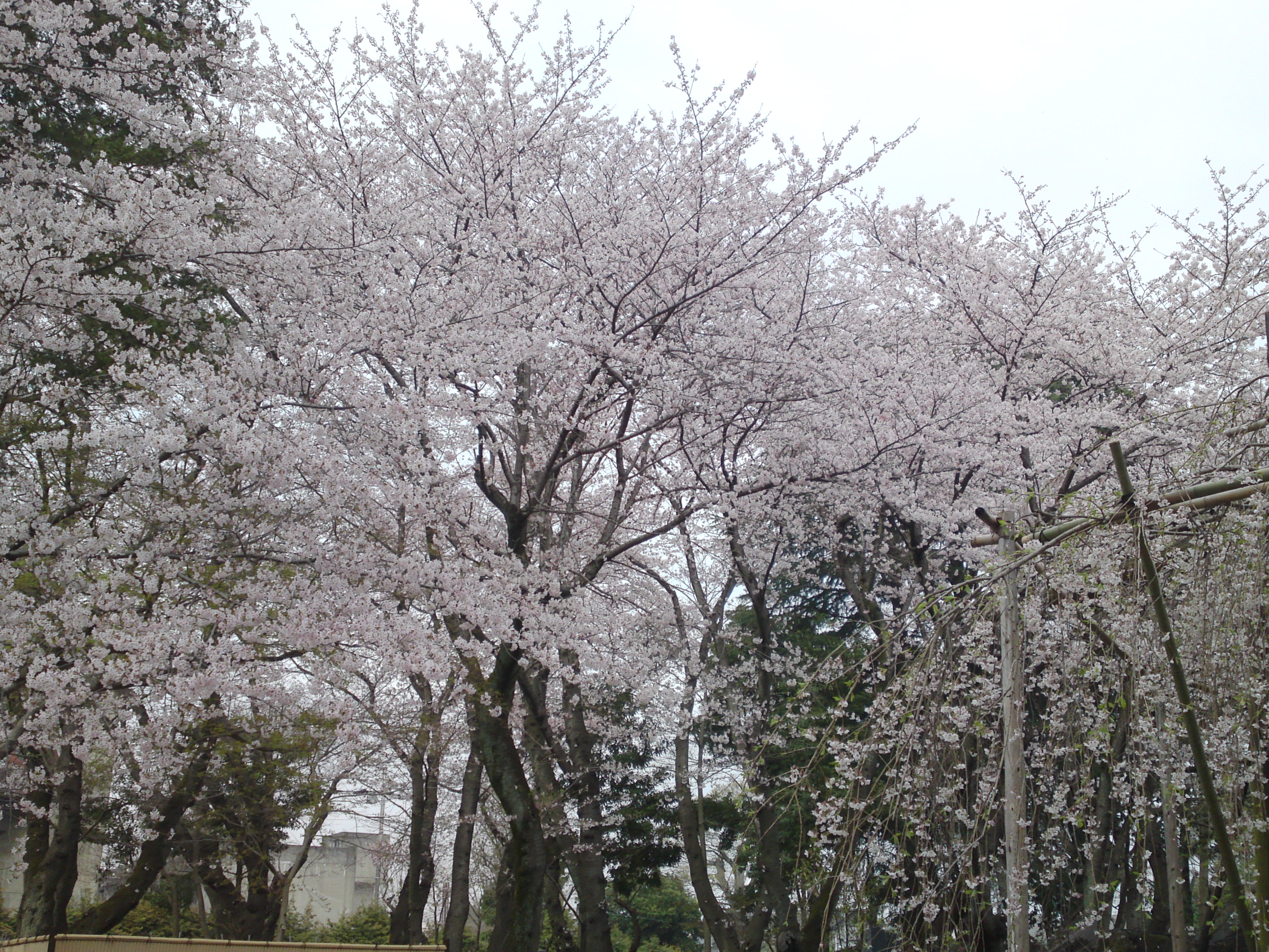 2016年真間山満開の桜の写真１