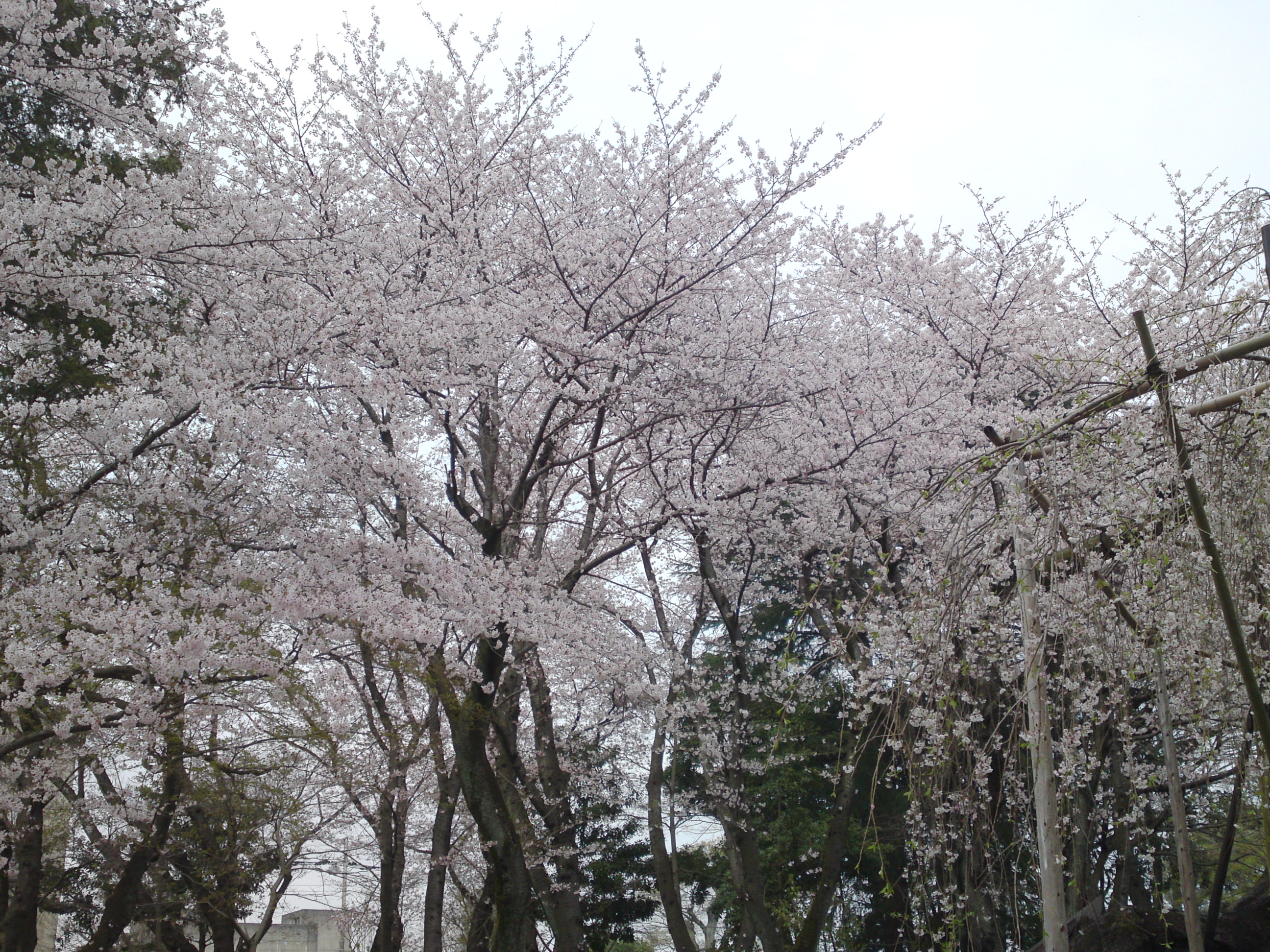 2016年真間山満開の桜の写真３