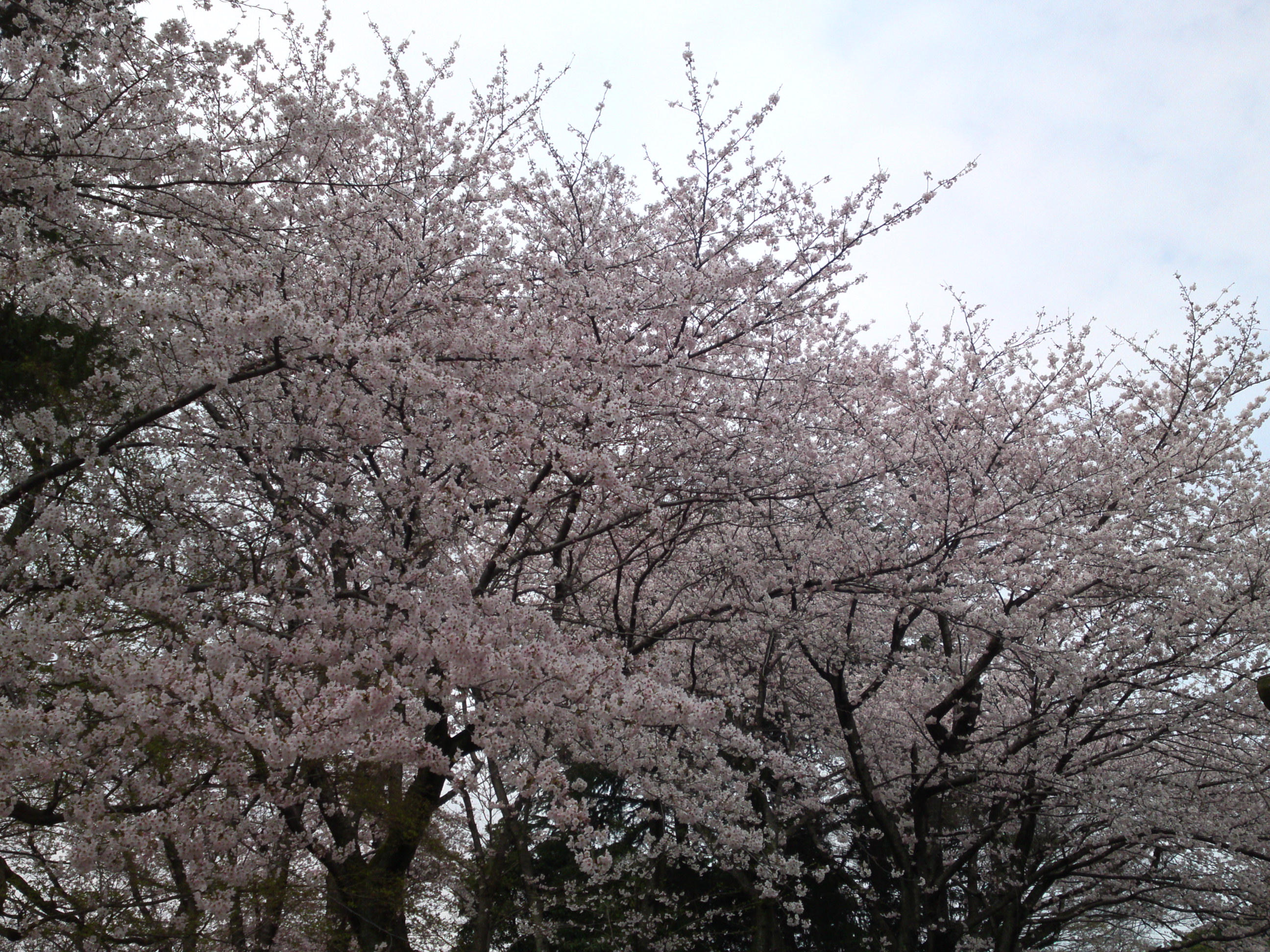 2016年真間山満開の桜の写真４